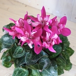 変わり咲き♡ワーリーギク♡冬桜♡ピンクパープル♡４号鉢♡