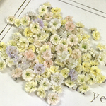 小粒　かすみ草　ドライフラワー　yellow mix