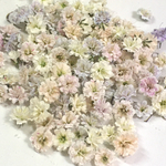 小粒　かすみ草　ドライフラワー　pail sweet