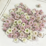 小粒　かすみ草　ドライフラワー　pink mix