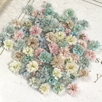 かすみ草　ドライフラワー　pastel mix