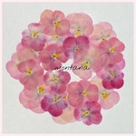 544.押し花アソート〜 ピンク系　ビオラ　押し花素材