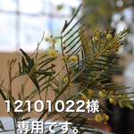 ピスタチオグリーンのミニドアカレンダー