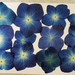 押し花商品【ブルーのアジサイ① 12輪】