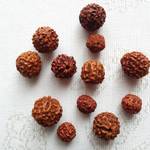 菩提樹の実　15g