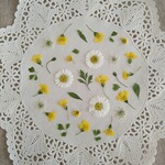 押し花素材　No897　黄色い小花のセット