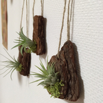 再々販 癒しのグリーン《エアープランツ》3個セット