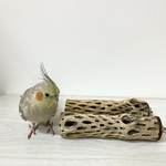 【toriikana様専用】鳥 とまり木 ケージサイズカクタスパーチ（サボテンのとまり木）2本セット