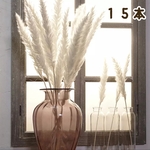 パンパスグラス１５本