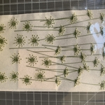 押し花　レースフラワー　表情をつけて押しています