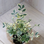 斑入り♡コロニラ　バレンティナ♡バリエガータ♡麻巻き♡