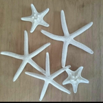 ※B級品※スターフィッシュ  