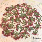 ♡new♡作家様必見♡ ♡可愛いアリッサム♡押し花セット♡