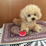 トイプードルパピー（年末感謝価格❣️送料無料プレゼント付き）