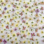 *＊♡31☆mixアリッサム押し花アソート♡＊*