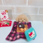 『チャーミー様専用ページです』コタツでトイプードルちゃん②