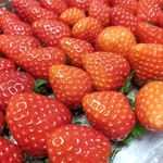 いちご 約1.6kg(２箱セット) クール便発送