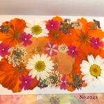 ♡new♡  ♡可愛い押し花セット♡ ♡使いやすい少量の押し花セット♡