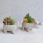 🆕お口をあけたカバくんの寄せ植え♡