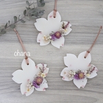 アロマワックスサシェ＊sakura