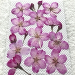 サクラの押し花⓼