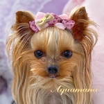 【 犬用　バレッタ 】 おしゃれ　トップノットペット　子供　ヘアアクセサリー　リボン　バレッタ　♡AquaMana♡