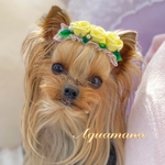 【 犬用💐バレッタ 】 おしゃれ　トップノットペット　お花　花冠　ヘアアクセサリー　リボン　バレッタ　♡AquaMana♡