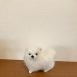 ポメラニアン　白