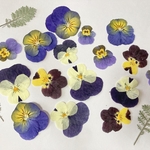 ビオラ・シルバーレース＊押し花