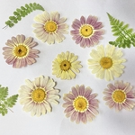 マーガレット・シダ＊押し花