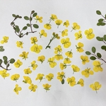 菜の花・ワイヤープランツ＊押し花