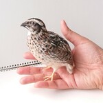 【momoyukiさまご注文品】ウズラマスコット