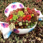 美味しそうな多肉植物キャンディー🍬🍭