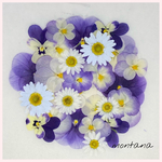 553.押し花アソート〜パープル系　お花　mix 押し花素材