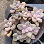だるま秋麗　多肉植物