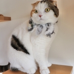 ふわふわ首輪 隠れ猫
