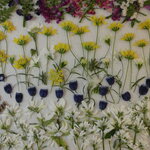 押し花素材 ムスカリ他小花セット💐