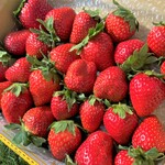 【送料無料】850g 岡山県産いちご 極上おいCベリー『朝摘み・産直！』【ご家庭用】