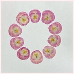 天然押し花素材　No.31