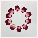 天然押し花素材　No.29