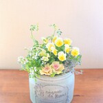 🍳フリルビオラ『エッグタルト』のお花の寄せ植え