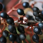 魔法の指環『玫瑰花茶』