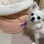 【JUNIちゃん専用】わんベッドMサイズ一式