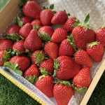 【送料無料】850g 岡山県産いちご 極上おいCベリー+紅ほっぺ『朝摘み・産直！』【ご家庭用】