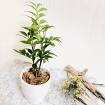 幸せを呼ぶ『梛の木』  4号　陶器鉢　受け皿付き　観葉植物　インテリア　母の日