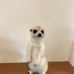 ミーアキャット