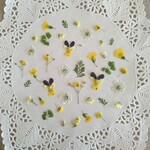 押し花素材　No925　小花のミックスセット