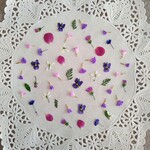 押し花素材　No923　小花のミックスセット