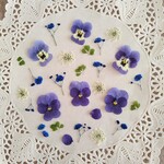 押し花素材　No928　ビオラのミックスセット