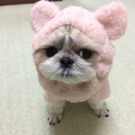 ピンクのクマさんスヌード